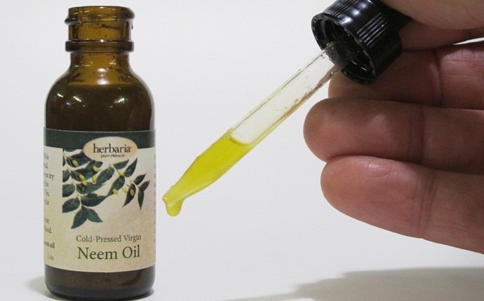 aloe vera for dandruff - aloe vera gel and neem oil
