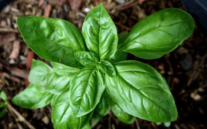 how to treat colic - basil leaves and boiling water