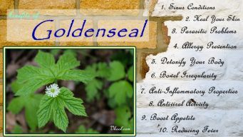 health benefits of goldenseal