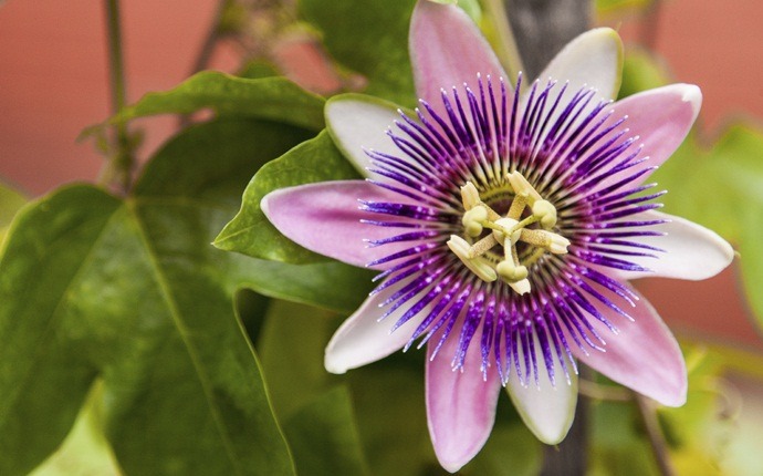 how to treat epilepsy - passionflower