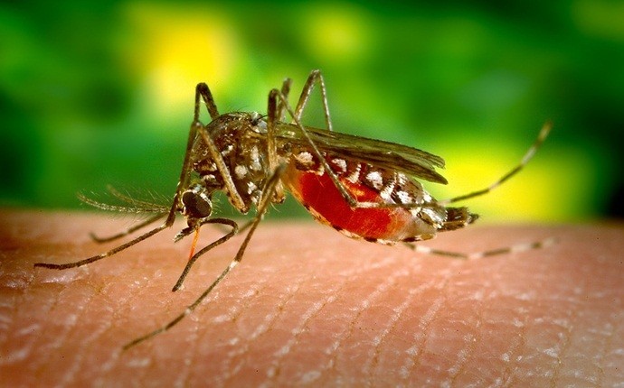 benefits of hing - heal insect stings and bites