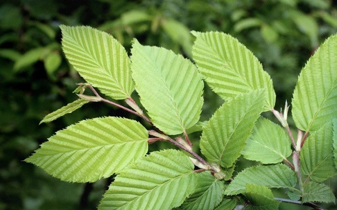 herbs for asthma - slippery elm