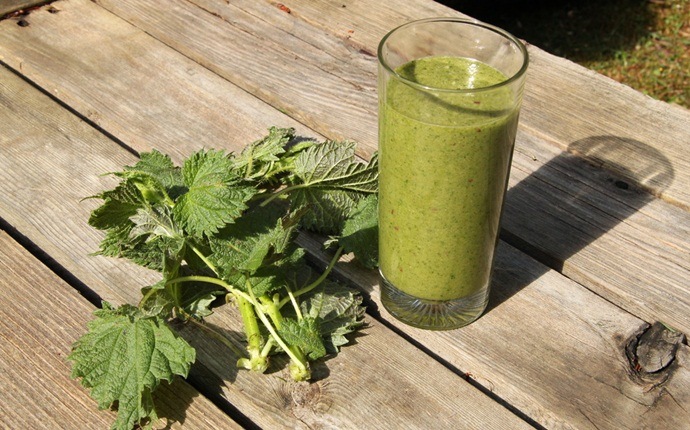 herbs for asthma - stinging nettle