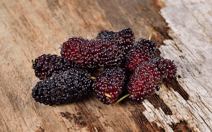 home remedies for skin whitening - mulberry extract