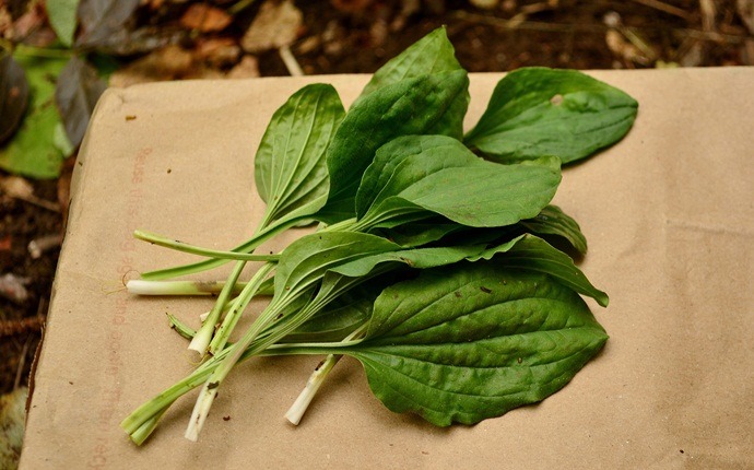 treatment for scalds - plantain leaves