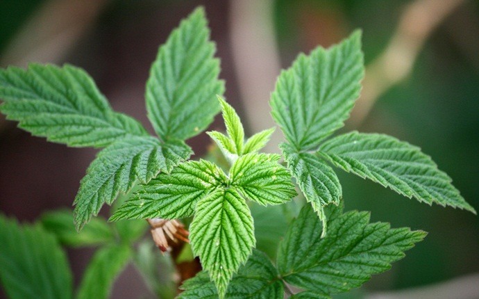 how to treat red eyes - raspberry leaves