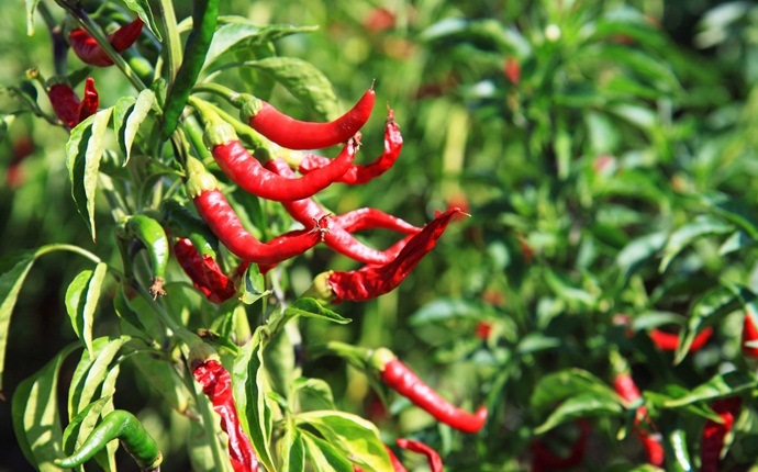 home remedies for wheezing - red chili