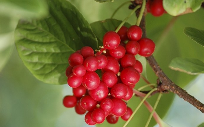 treatment for cirrhosis - schisandra