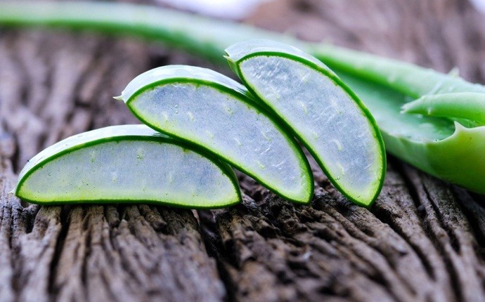 home remedies for gastroparesis - aloe vera