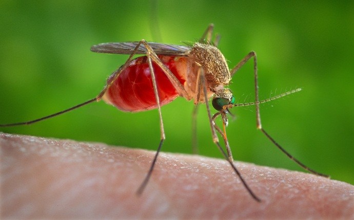 home remedies for malaria - causes of malaria