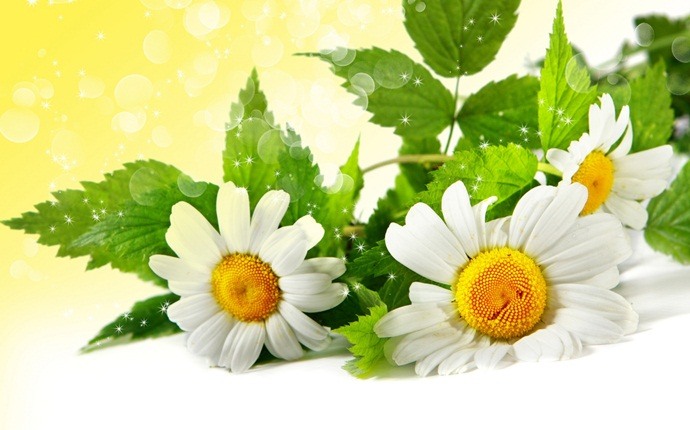 how to get rid of eczema scars - chamomile