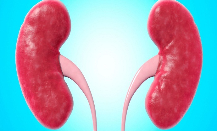 benefits of sarsaparilla - irritate the kidney