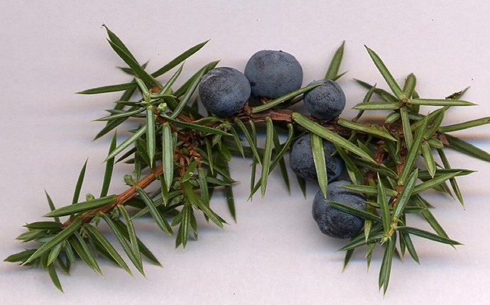 how to get rid of eczema scars - juniper