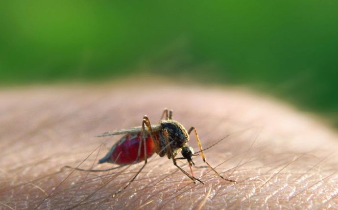 home remedies for malaria - learn about the different types of malaria