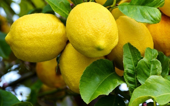 how to get clear skin - lemon