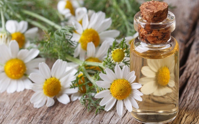 oils for headaches - chamomile oil