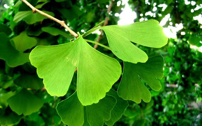 how to cure numbness - gingko biloba remedy