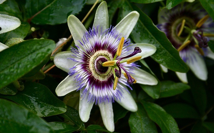 how to lose chest fat - passion flower