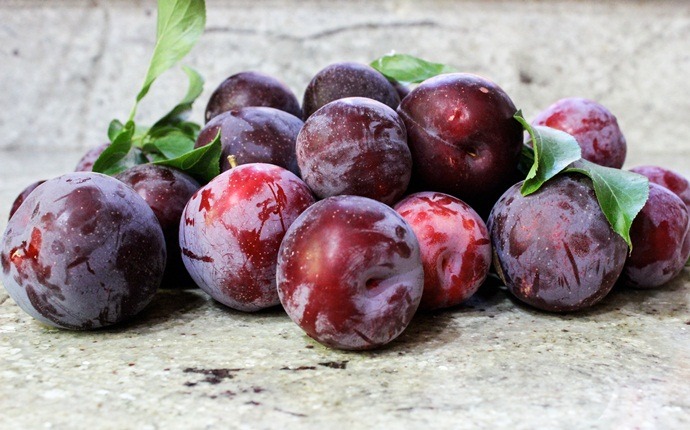 fruits with high water content - plums