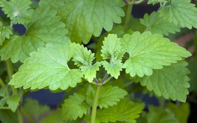 how to get rid of water bugs - catnip leaves