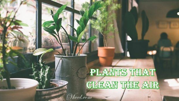 indoor plants that clean the air