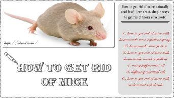 how to get rid of mice naturally