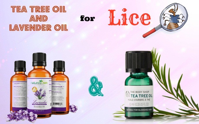 tea tree oil for lice - tea tree oil and lavender oil