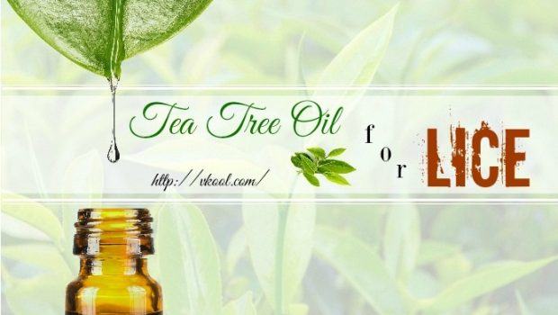 how to use tea tree oil for lice