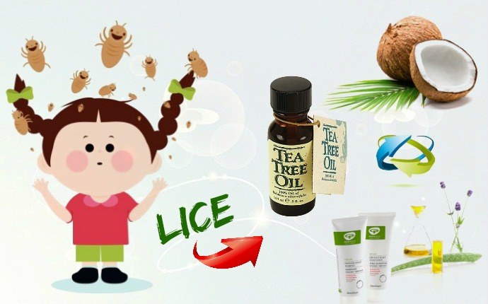 tea tree oil for lice - tea tree oil, natural shampoo, and coconut oil