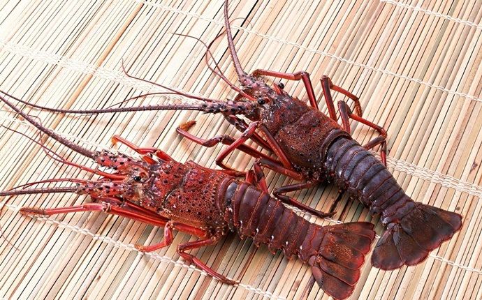zinc food sources - lobster