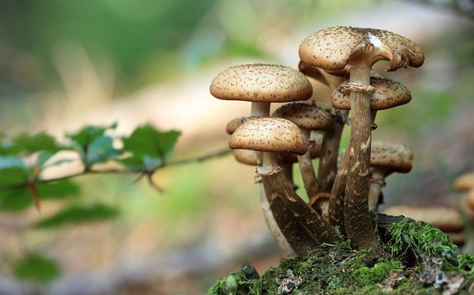 zinc food sources - mushrooms
