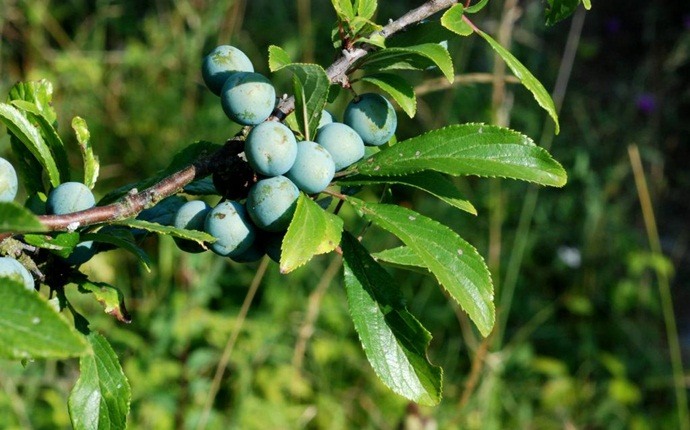 prunus spinosa