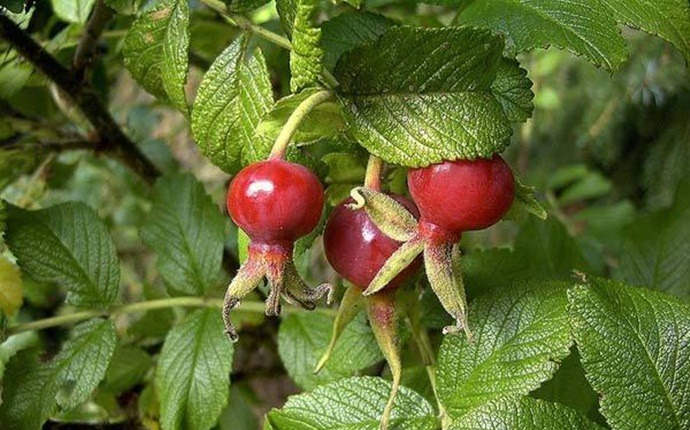 anti-cancer foods - rosehips