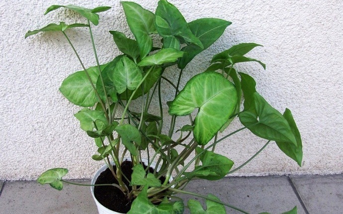 poisonous house plants - arrowhead plant