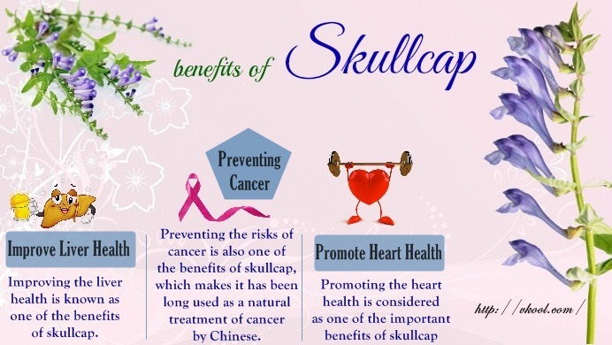 health benefits of skullcap