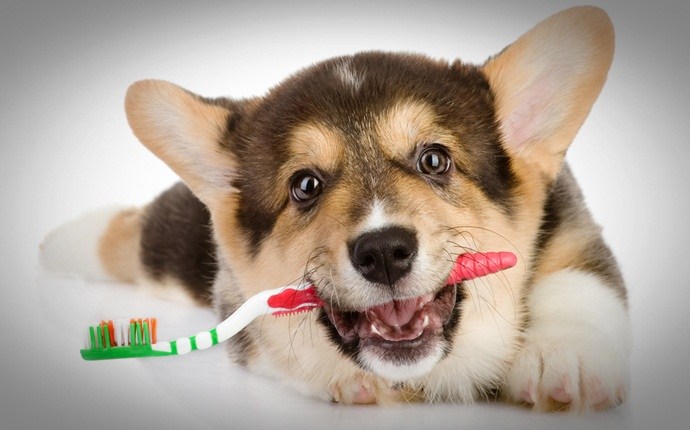 how to get rid of bad breath in dogs - brush the teeth of your dog