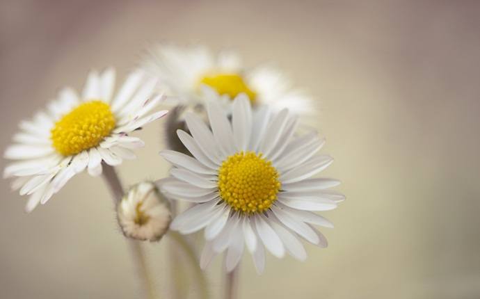 ginger for motion sickness - ginger with chamomile and black horehound