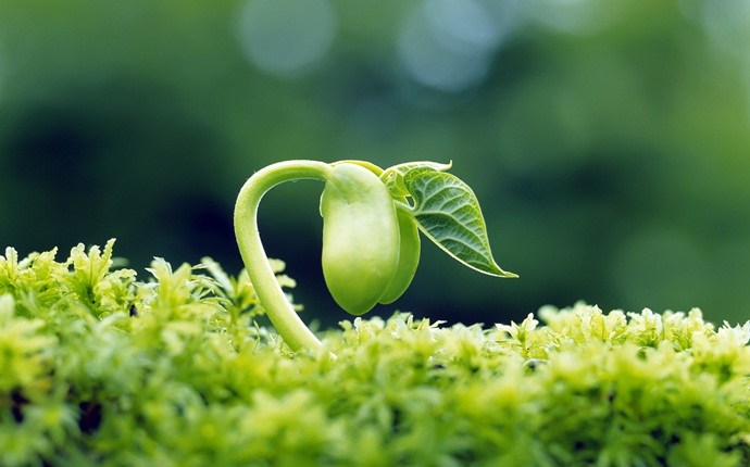 how to remove negative energy - grow plants