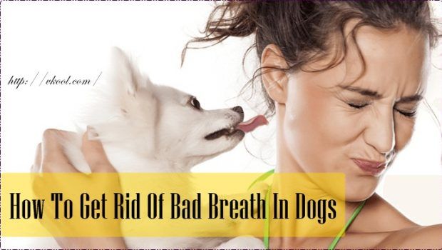 how to get rid of bad breath in dogs naturally