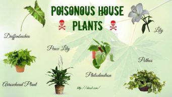 poisonous house plants for humans