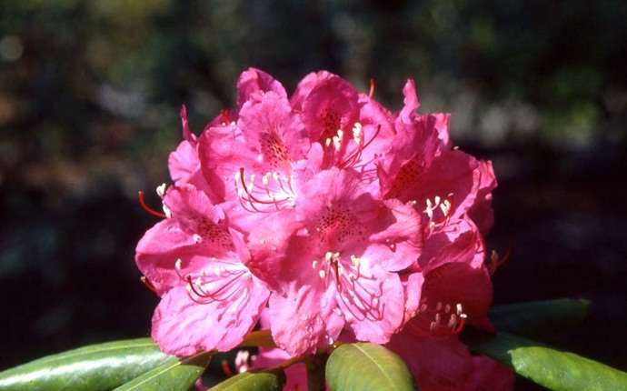 poisonous house plants - rhododendron