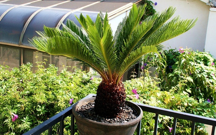 poisonous house plants - sago palm