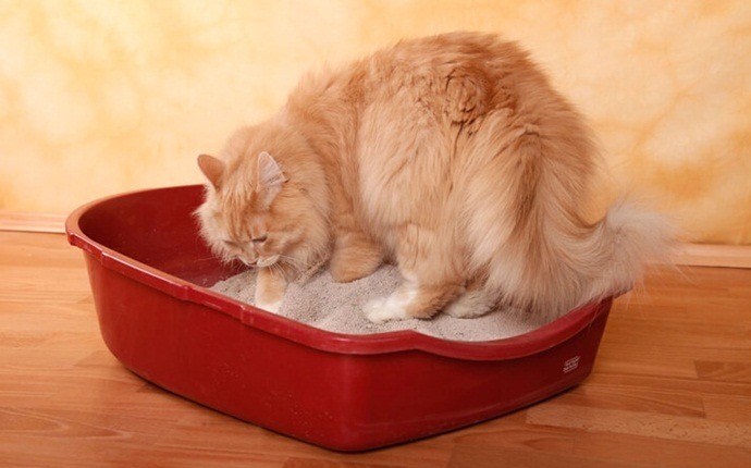 cat training tips - tips on litter box training