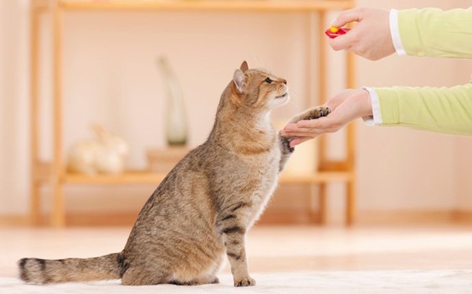 cat training tips - use a clicker
