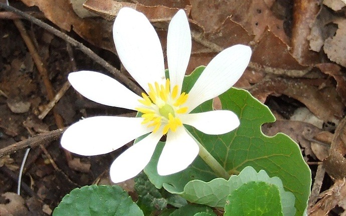 how to make yourself throw up - use bloodroot herb