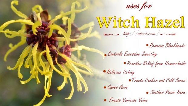 beauty uses for witch hazel