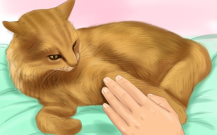 how to train a kitten - be patient