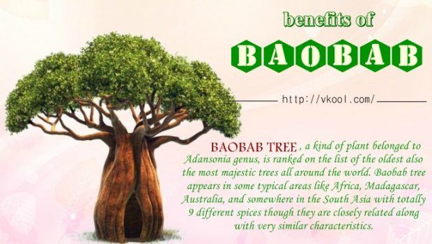 benefits of baobab fruits