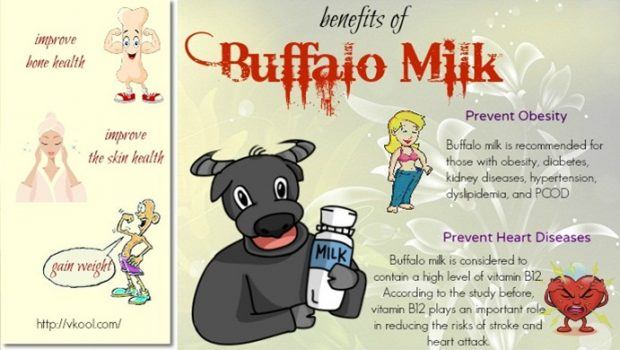 health benefits of buffalo milk