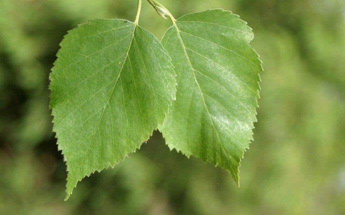 treatments for giardiasis - birch leaves to treat giardiasis